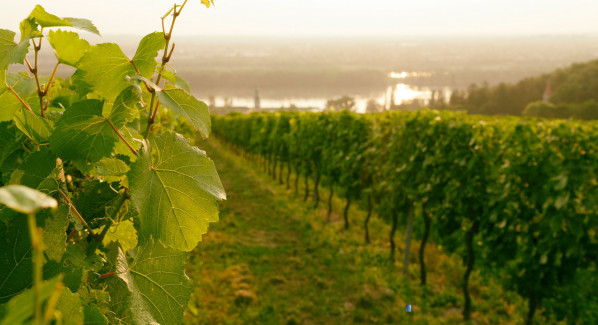 Donauturm Partner: Weingut Stift Klosterneuburg